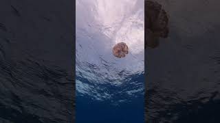 Sunlit Jellyfish Glides Under Shimmering Ocean Surface