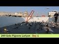 Kamran Bhai K 200 Gola Kabootar Ki Lariyan in Korangi - Part 1