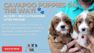 Cavapoo Puppies on the Way! 🐾 | Allison + Miles Ultrasound Litter Preview