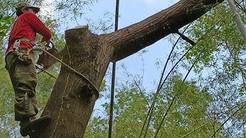 Cưa cây tràm bông vàng siêu nhánh ,Saw the yellow cotton melaleuca tree .
