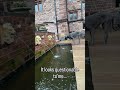 It looks questionable to me… #greatdane #puppy #fountain