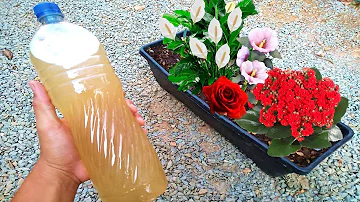 Como estimular a floração das plantas?