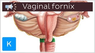L Fornix Anatomical Terms Pronunciation By Kenhub