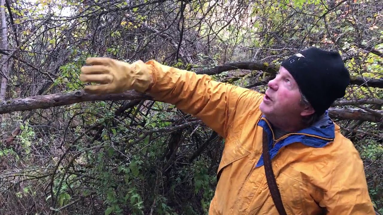 Denver Holt explains how ORI locates Long-eared Owls