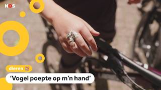 Alles Onder De Vogelpoep In Cuijk