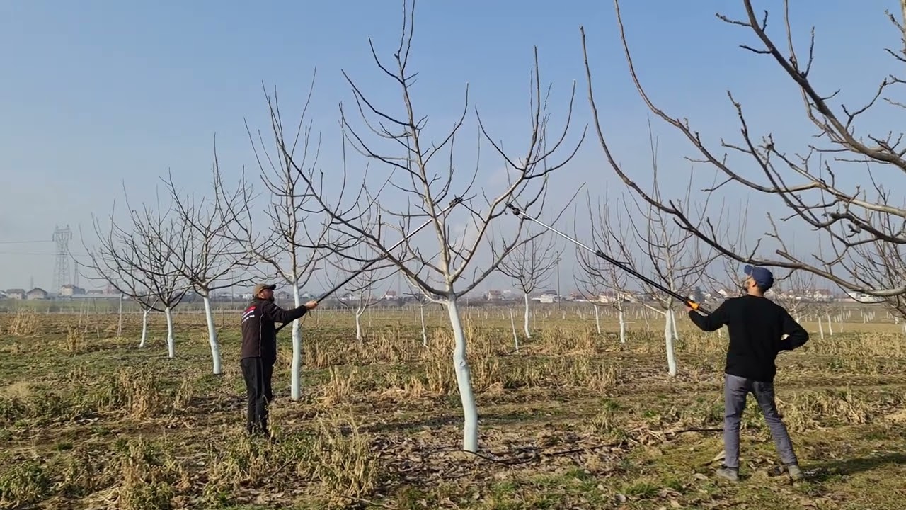 Krasitja e arrave viti 5&6 bernice e poshtme, Prishtinë(2)