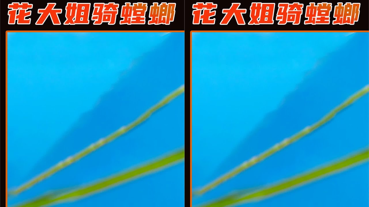 這小瓢蟲生下來就有“幸運”體質，騎上巨大的螳螂，踩著強壯的蟾蜍…你還能想到更多的驚奇？ 