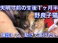 失明ギリギリの子猫を保護したら、生きる尊さの感動をくれた[野良猫、こねこ、コネコ、かわいいアニマル映像、保護]