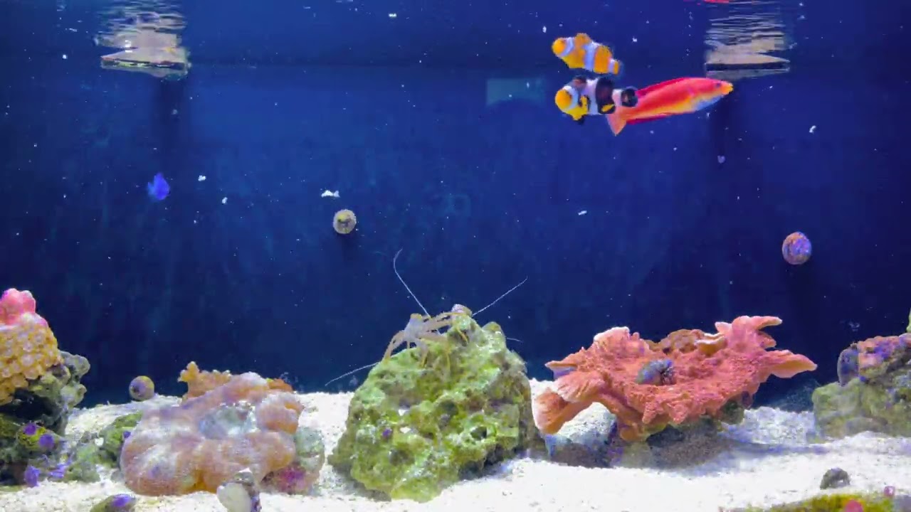 A regular fish feeding day