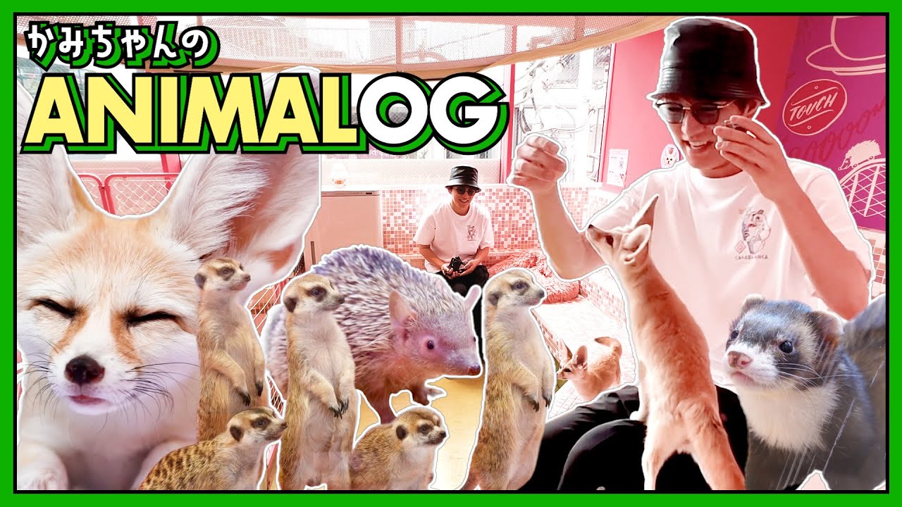【かみちゃんのANIMALOG🐶🐈】休日なので原宿のカワイイ動物がいるカフェでまったり💚☕️🐹 84/100