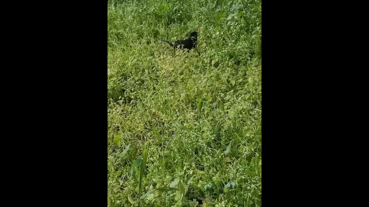 The Goal Of Life Is Living In Agreement With Nature YouTube the-goal-of-life-is-living-in-agreement-with-nature-youtube