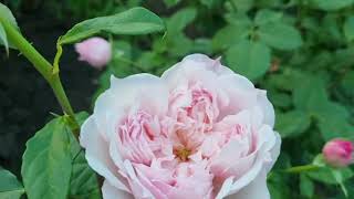 Японская роза Сесиль де Воланж Cecil de Volanges