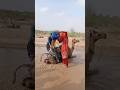 ماءُ المطرِ العذبُ في قلبِ الصحراءِ...راعٍ وراعيةٌ يُسرعانِ لملءِ الحوضِ لجملِهما العطشان! 🐪🌧️💧❤️