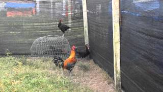 Ga Peruvian game fowl gacuatoi.com