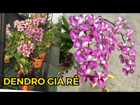 Video DENDRO ALBA, LAI HỒ ĐIỆP GIÁ 30 NGÀN | THANH LÝ VƯỜN - youtube