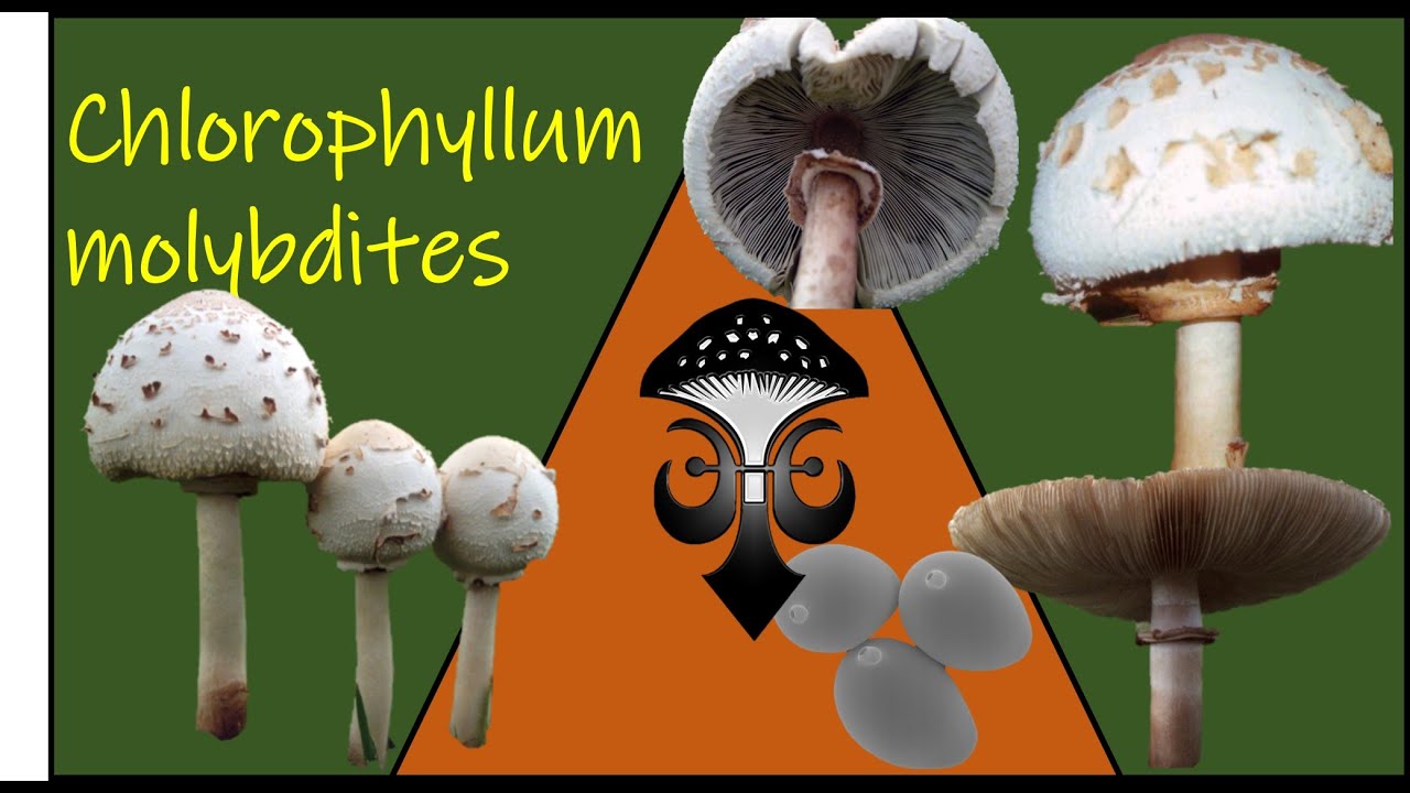 Green Spore Mushroom False Parasol Chlorophyllum molibdites YouTube