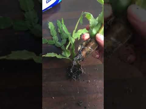 Video: Rotten Christmas Cactus Roots - Майрамдык кактустарды тамырдын чириги менен кантип оңдоого болот