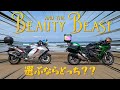 【美女】隼とH2SXSE　選ぶならどっち？？【野獣】