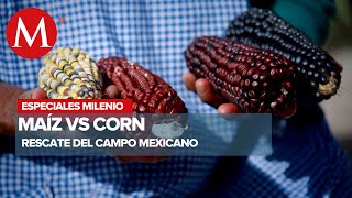 Maíz vs Corn | Especiales Milenio
