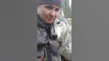 Волк Бран очень любит меня. Откуда такая преданность.