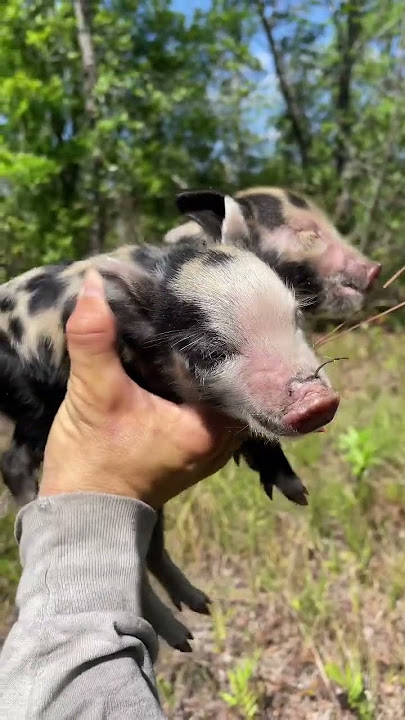 Vicious Wild Boar Attack! 🐗. . #wildboar #hog #dangerous #wildlife