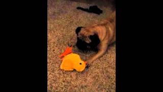 Pug versus Easter Toy