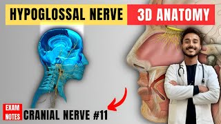 hypoglossal nerve anatomy | 12th nerve anatomy | cranial nerve anatomy