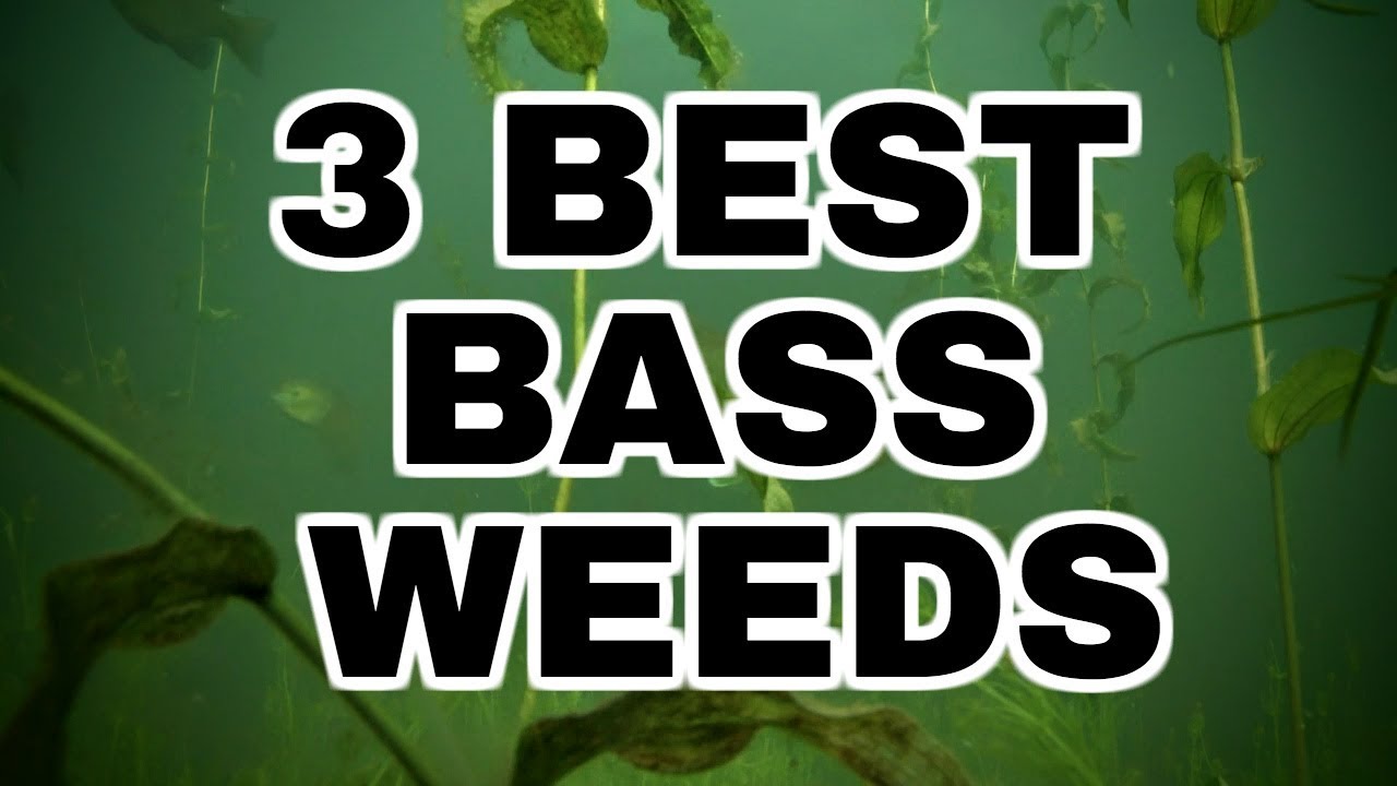 3 Best Weeds for Largemouth Bass 