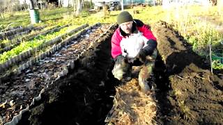 Winter planting of raspberries in the Rosoma beds.