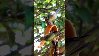 Sanhaços Esfomeados