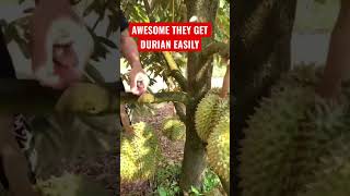 AWESOME THEY GET DURIAN EASILY‼️ #durian #viral #trending #video #1millionviews #shorts #1mviews