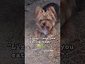 Lizzy the Yorkie | Please Tell Me You’re Not Eating Bugs Under the Tractor 😭🐾