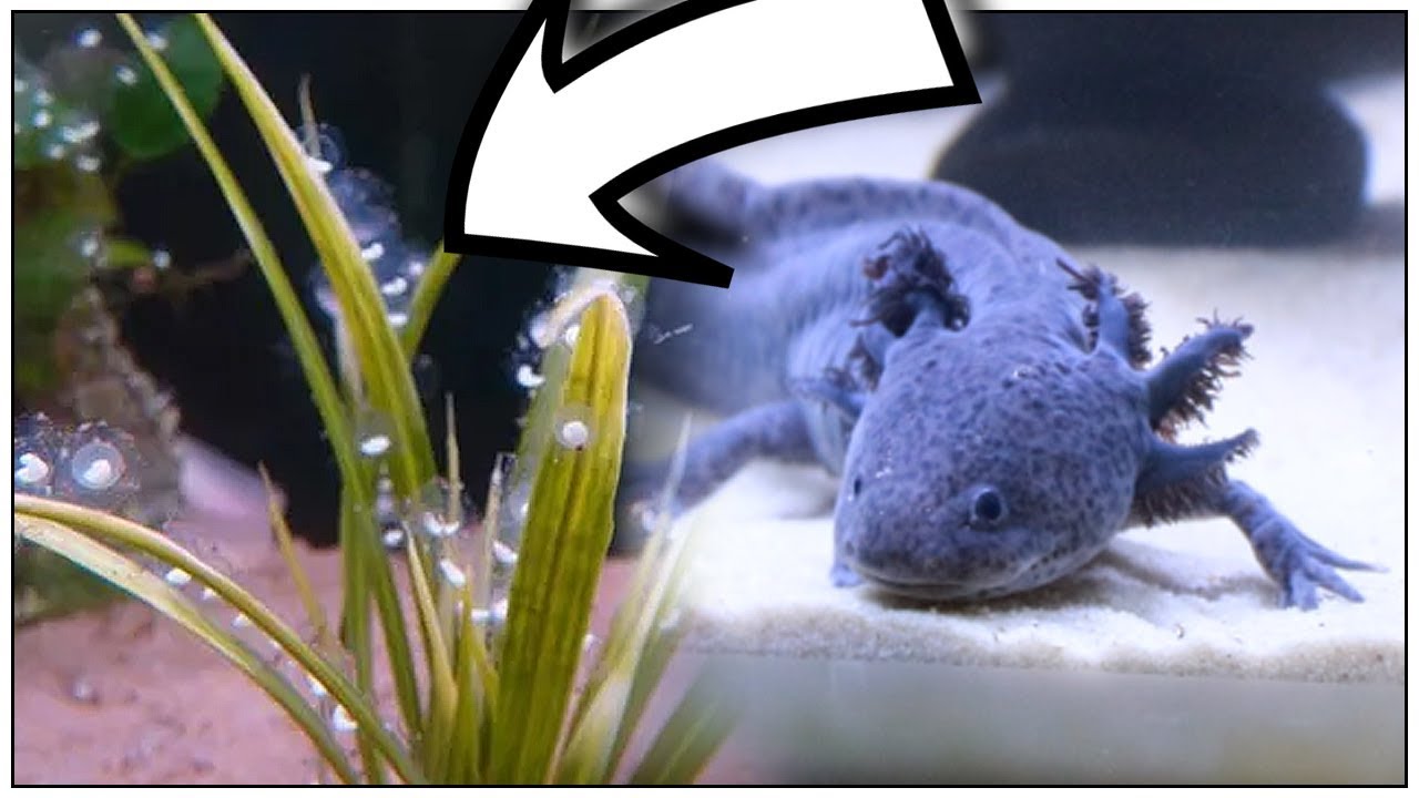 Nourrir de jeunes axolotls entre 4 et 6 mois, sur le forum de discussions  FishFish Aquarium et Aquariophilie