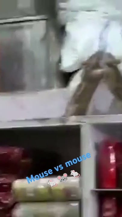 Mouse vs mouse 🐁🐭🐁/#mouse #funnyshorts #comedy #comedyvideo #shorts ...