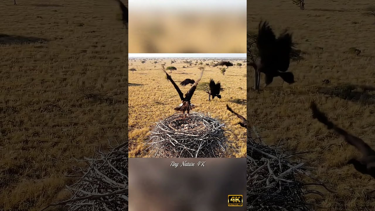 Eagle Guards Massive Nest Stunning Wildlife In 4K