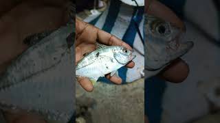 full video Uploaded#fishing #kadalsulthan