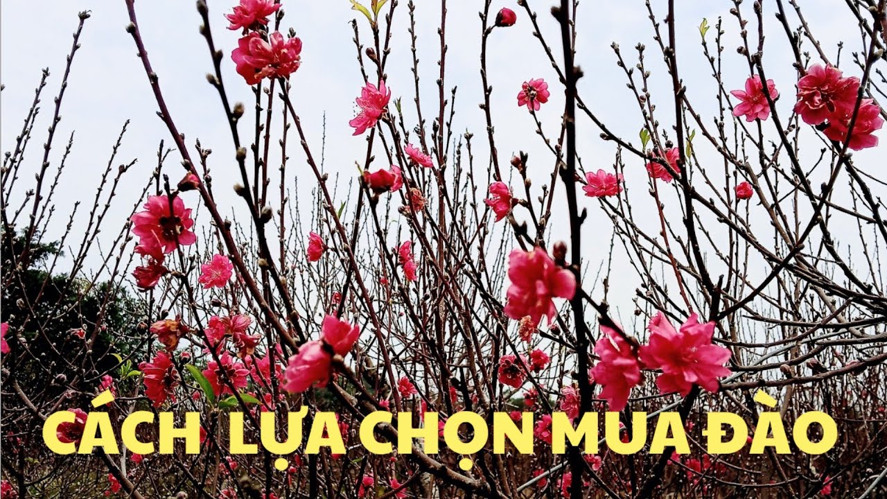 # vườn đào tết : kinh nghiệm và cách lựa chọn cây đào tết của- giới sành đào .