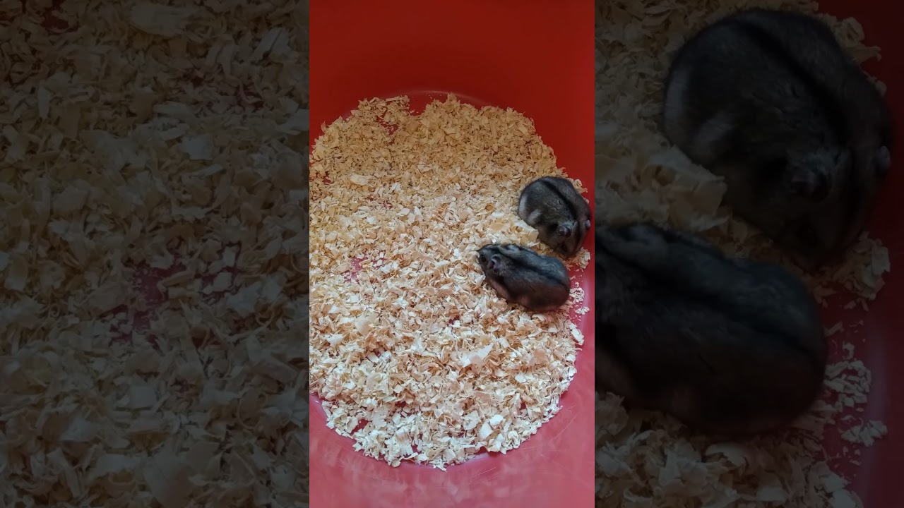 #джунгарики хомяки грызуны хомки#грызуны #funny #животные #крыса #еда #рецепт#birds#parrot