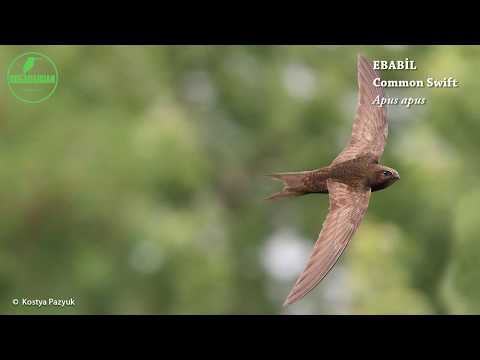 Ebabil - Doğadabuan Kuş Sesleri Serisi 15