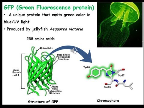 GFP (Green Fluorescent Protein). GFP tagging