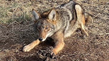 Checking The Trapline...Trapping Indiana Coyotes 1/14/22 (Plus Red Fox Release)