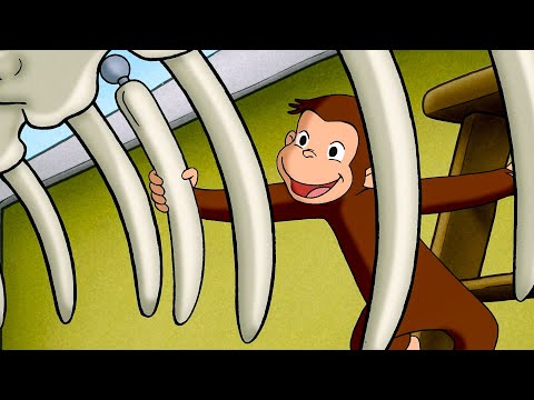 George Meets a T-Rex! | Curious George in Spanish