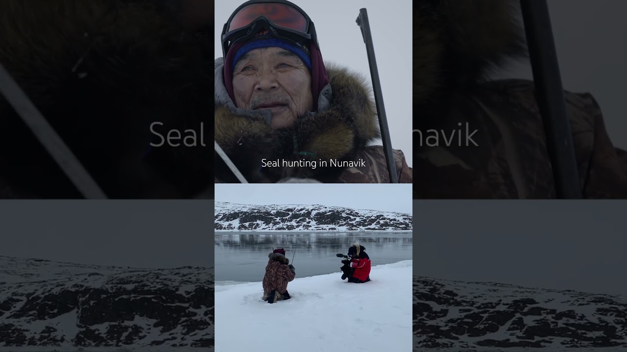 Some hunters in Nunavik scratch the ice to attract curious seals 