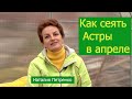 Как сеять астры в апреле