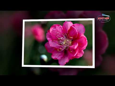 Lời Bài Hát Hoa Trong Vườn - Karaoke HD   Hoa Trong Vườn