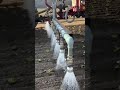 🚜 Massive Agricultural Spray Boom in Action! Precision Liquid Application Technology #shortsvideos