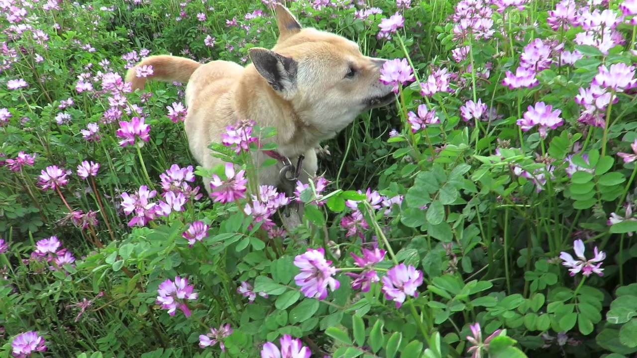 レンゲの花を食べる山陰柴犬 Youtube