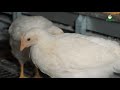Cage-free solutions Baltika Pullets