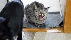さぶ チャンネル わっ