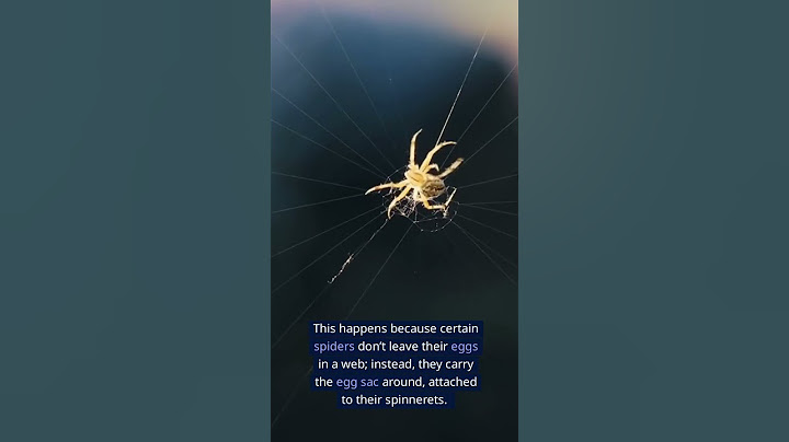 Why You Shouldn't Stomp On A Spider 😱
